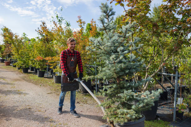 Best Lawn Maintenance Plans  in Nashwauk, MN