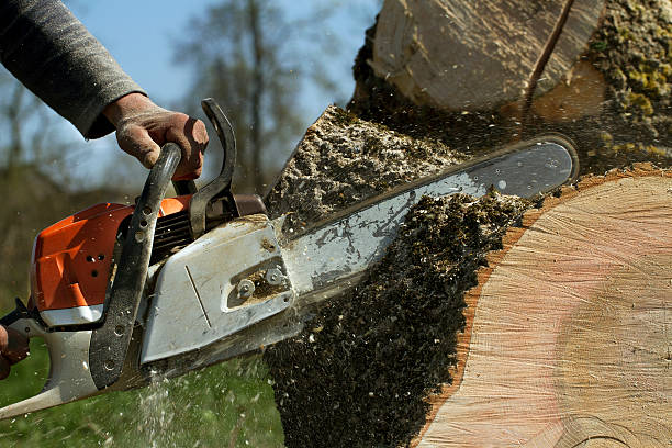 Best Storm Damage Tree Cleanup  in Nashwauk, MN